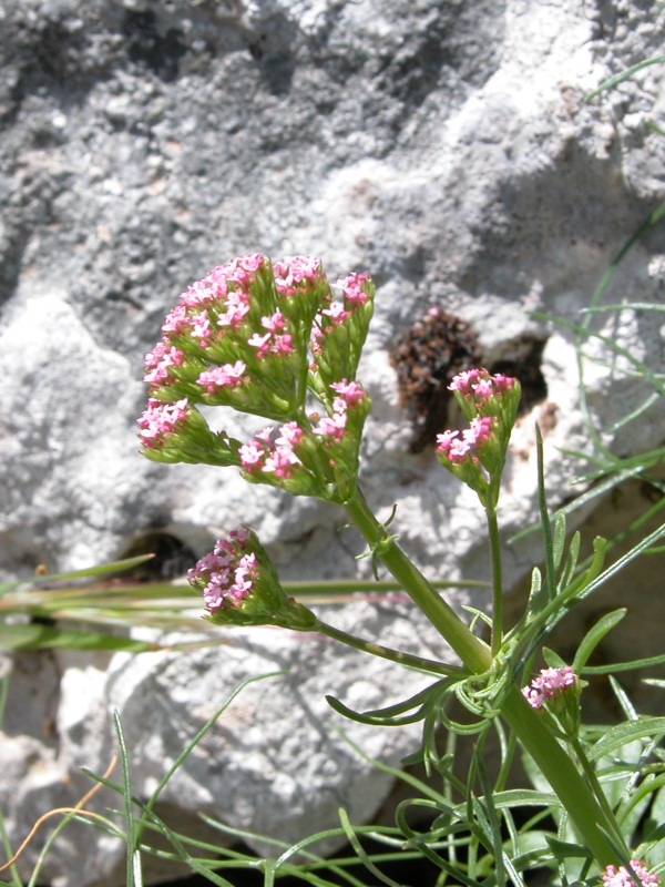 Centranthus calcitrapa